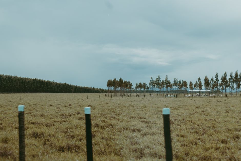 Brasil livre febre aftosa e suas implicações para o agronegócio