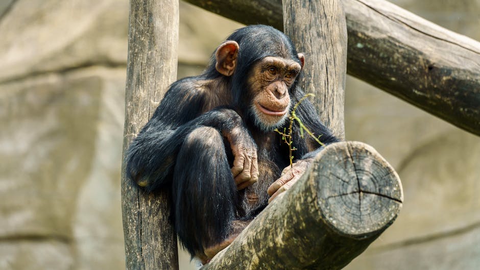 Chimpanzés valorizam informações sociais em estudos de cognição