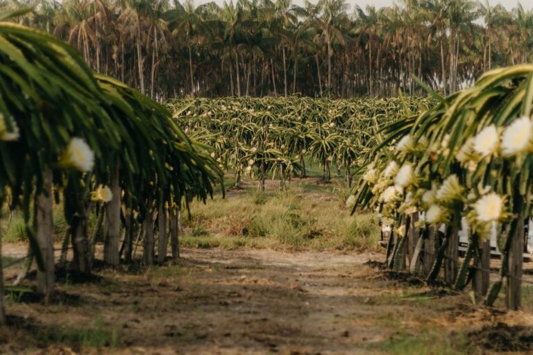 Gabiroba gigante, fruta rara rica em vitamina C