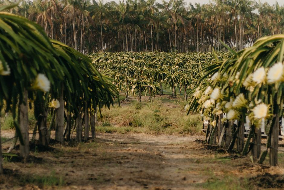 Gabiroba gigante, fruta rara rica em vitamina C