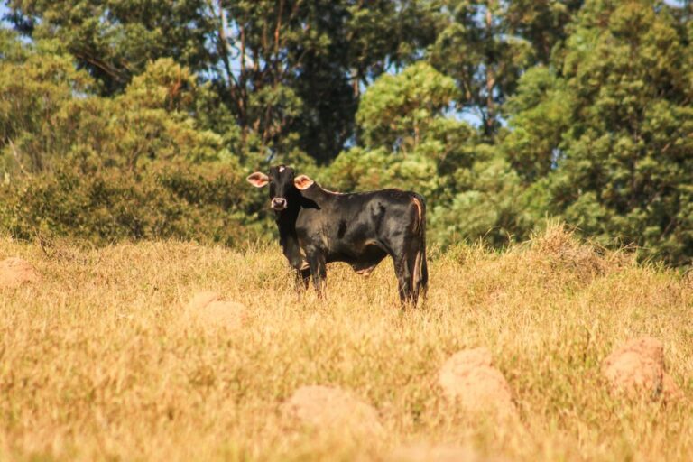 Veto à carne do Brasil e suas implicações para o agronegócio