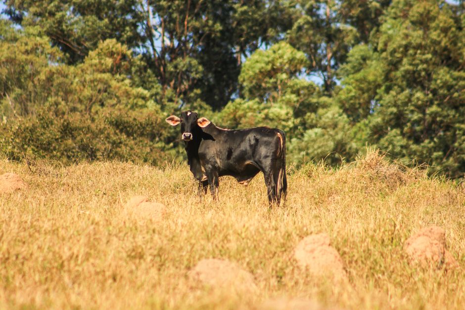 Veto à carne do Brasil e suas implicações para o agronegócio
