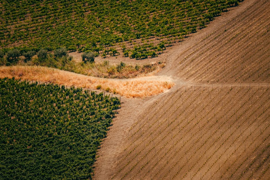 Impactos do novo El Niño no Brasil e no agronegócio
