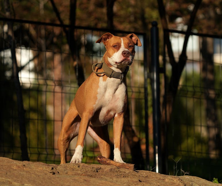 José Roberto Burnier ataque pitbull durante passeio com cães
