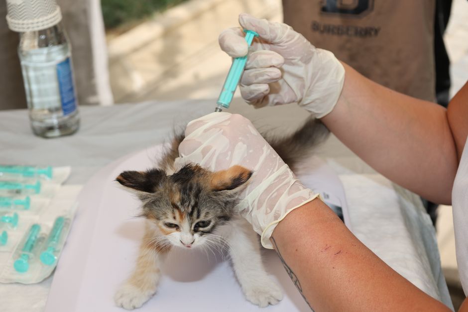 Morte de gatos UFS no campus de São Cristóvão