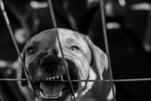 canil clandestino Paulista com animais em situação degradante