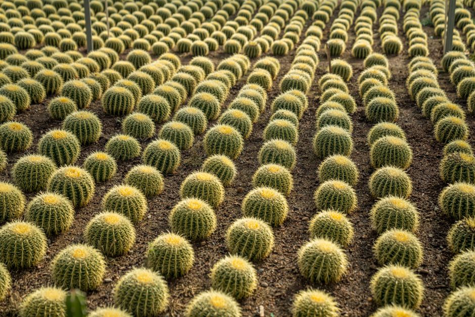Plantas carnívoras e suas armadilhas para capturar insetos