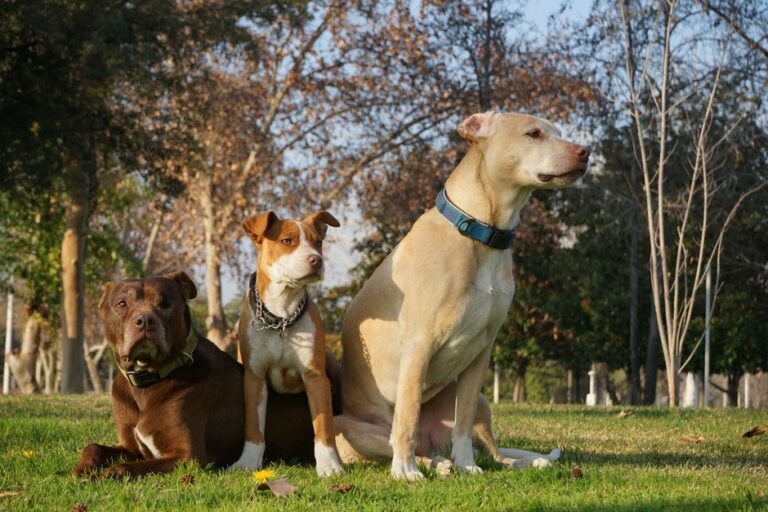 Cachorros pitbull atacam mãe de Cariúcha