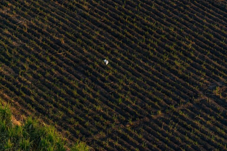 Estado de emergência no Peru devido a chuvas do El Niño
