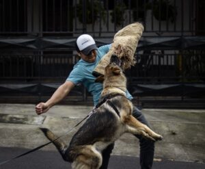 Treinamento de filhotes no Batalhão de Ações com Cães