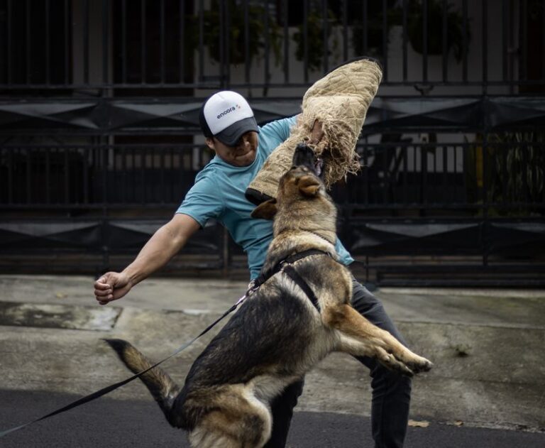 Treinamento de filhotes no Batalhão de Ações com Cães