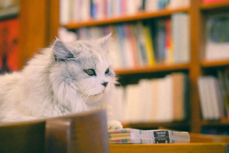Tsai Chih-chung quadrinhos filosofia