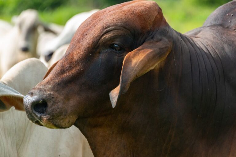 Veto carne brasileira e adequação às exigências da UE