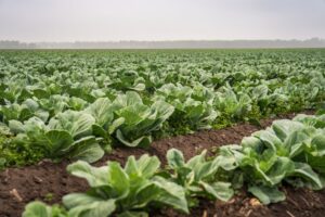Desperdício de alimentos e compostagem como solução