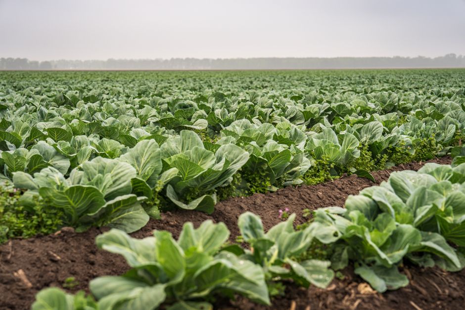 Desperdício de alimentos e compostagem como solução