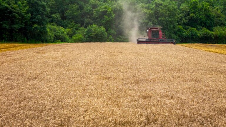 tarifaço Trump e impacto no agronegócio