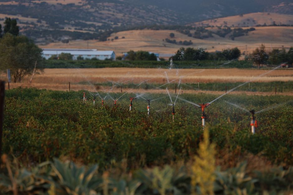 Calor extremo impacta colheitas nos EUA