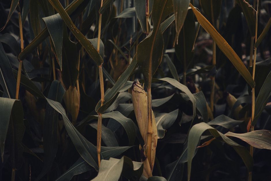 El Niño produção alimentos Brasil