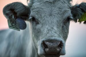 Disputa entre carne argentina e texana durante a Copa do Mundo