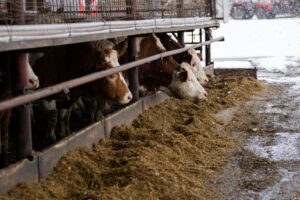exportação de carnes e novas regras do governo brasileiro