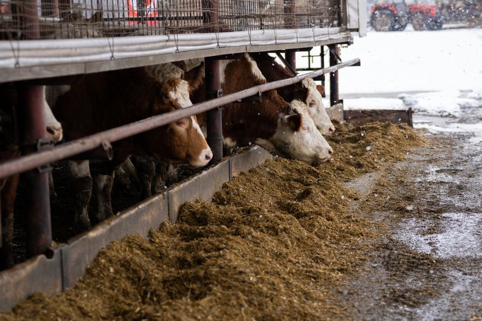 exportação de carnes e novas regras do governo brasileiro