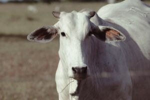 cota carne bovina Brasil