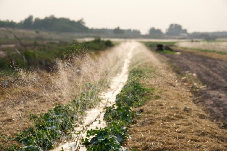El Niño e produção agrícola no Brasil
