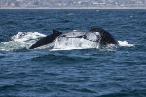 filhote de baleia cachalote encontrado morto em Carutapera