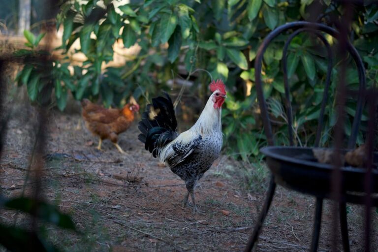 Gripe aviária Austrália: segundo caso de H5N1 confirmado.