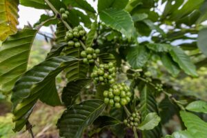Uso de pesticidas no café e seus riscos para trabalhadores rurais.