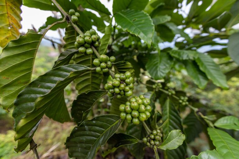 Uso de pesticidas no café e seus riscos para trabalhadores rurais.