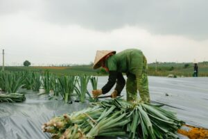 Alimentos permitidos e proibidos na entrada do Brasil