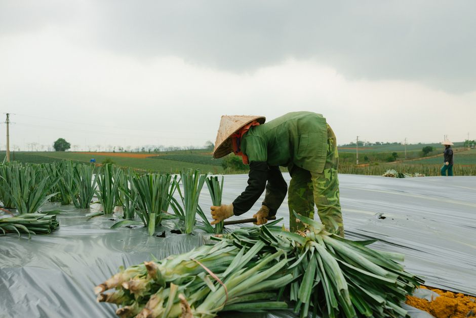Alimentos permitidos e proibidos na entrada do Brasil