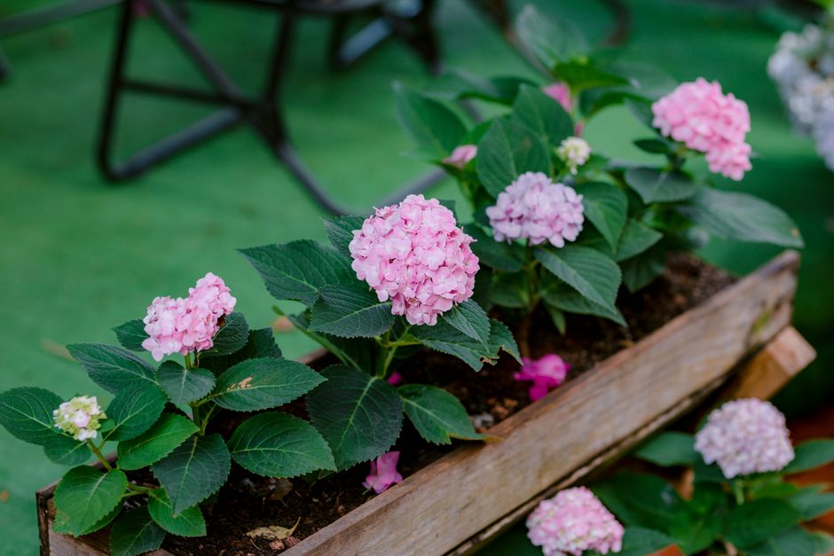 Jardim de baixa manutenção com plantas que necessitam de rega mensal