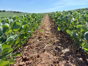 soja plantada irregularmente em área de Mata Atlântica