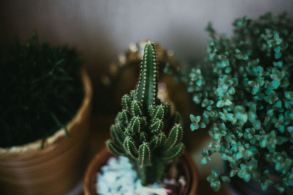 Cactos nativos brasileiros com características únicas e curiosas.
