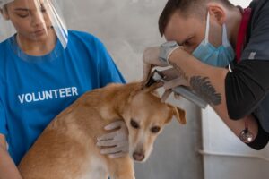 interação com animais de estimação e estresse