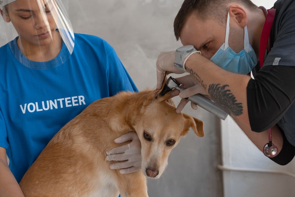 interação com animais de estimação e estresse
