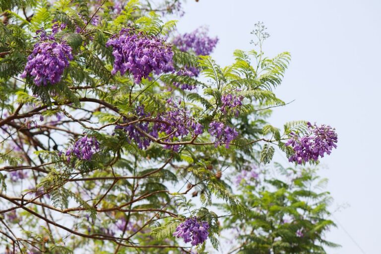 ipês-roxos floresceram menos neste inverno