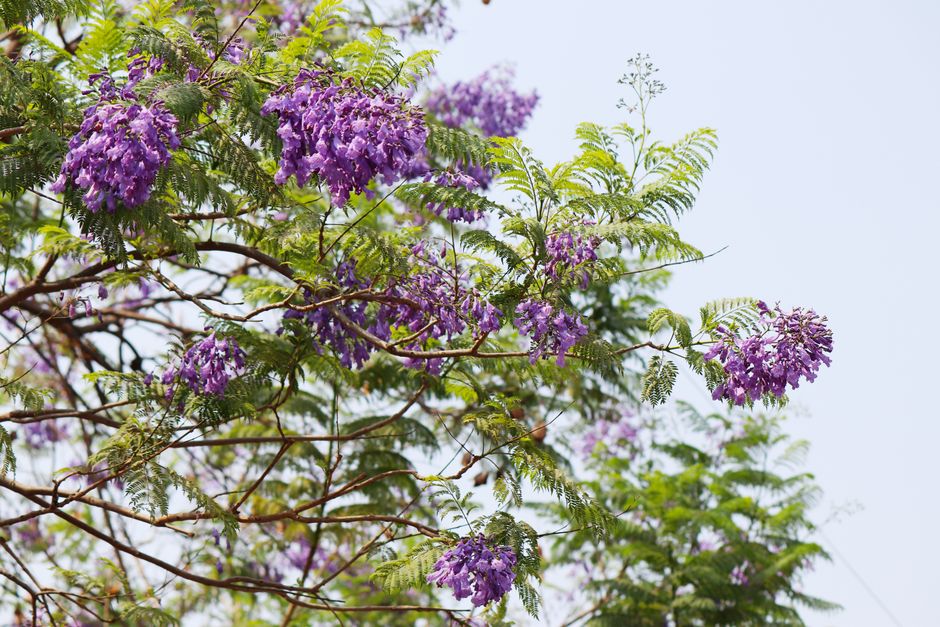 ipês-roxos floresceram menos neste inverno
