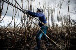 Açúcar mais caro devido a fatores climáticos e aumento na demanda por etanol