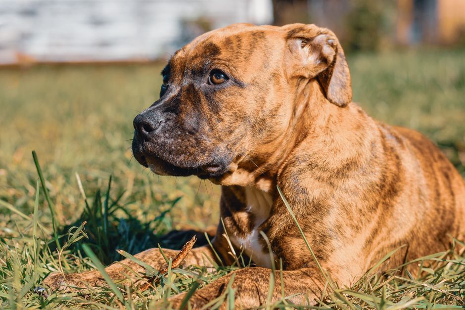 proibição pitbulls SC
