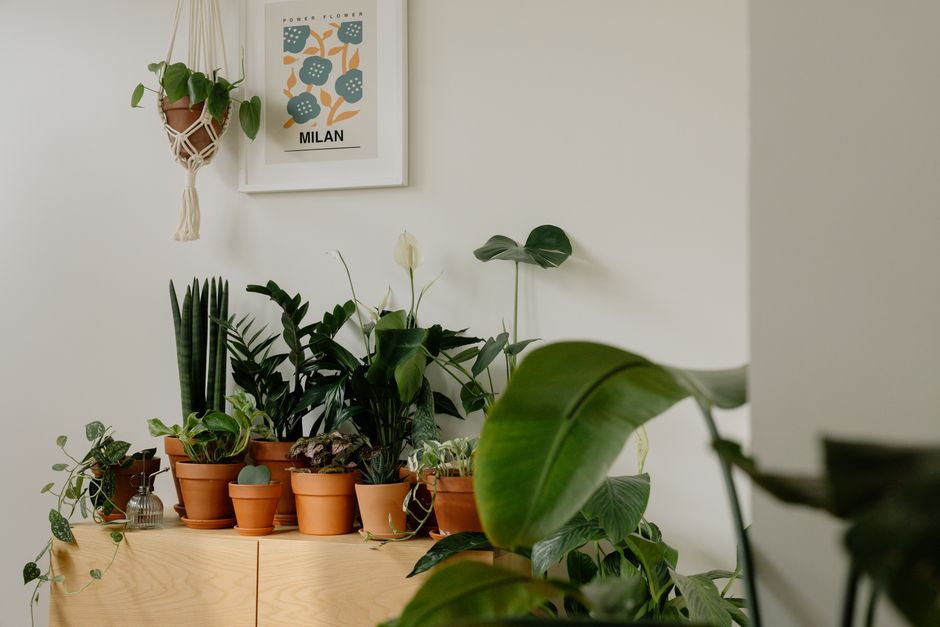Cultivar araucária e produzir pinhão fresco