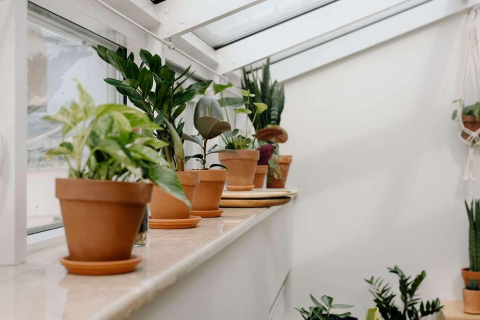 plantas que florescem inverno