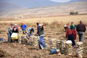 Castanha amaturá impulsiona a renda local e promove economia sustentável.