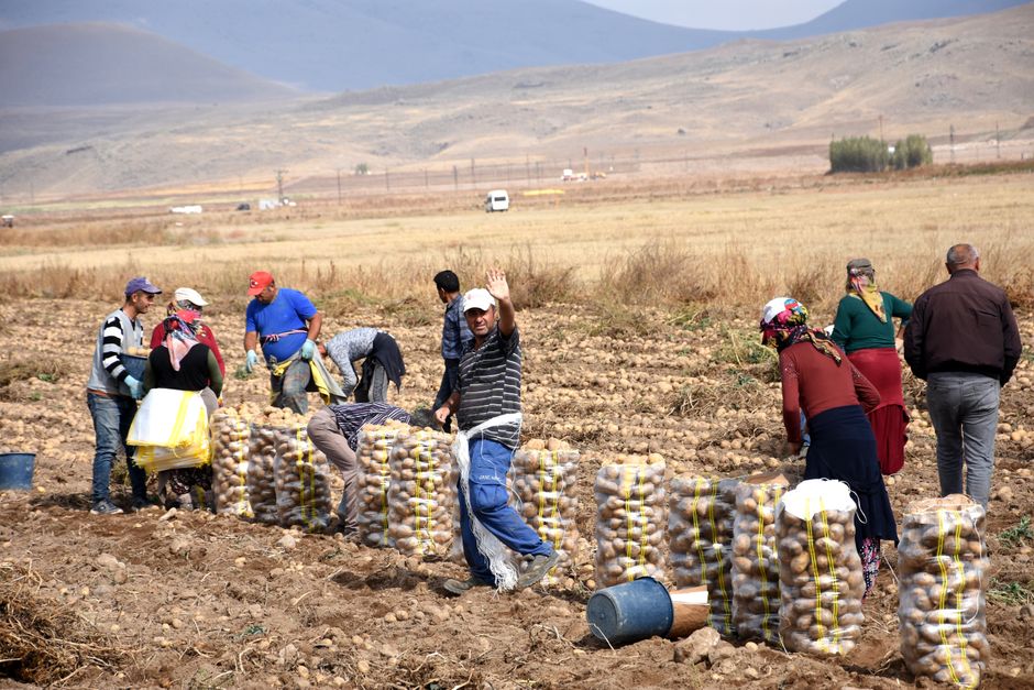Castanha amaturá impulsiona a renda local e promove economia sustentável.