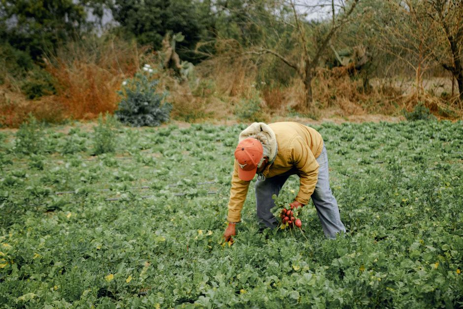 Aposentadoria agricultor Piauí com ajuda da filha advogada