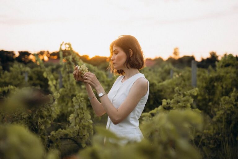 Vinhos importados e rótulos premium em destaque