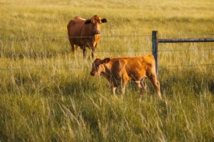 carne brasileira e regras de exportação