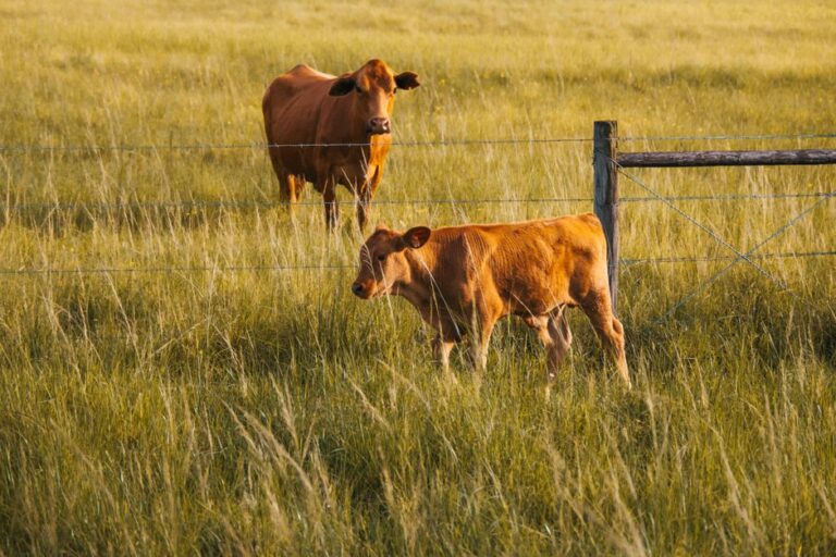 carne brasileira e regras de exportação